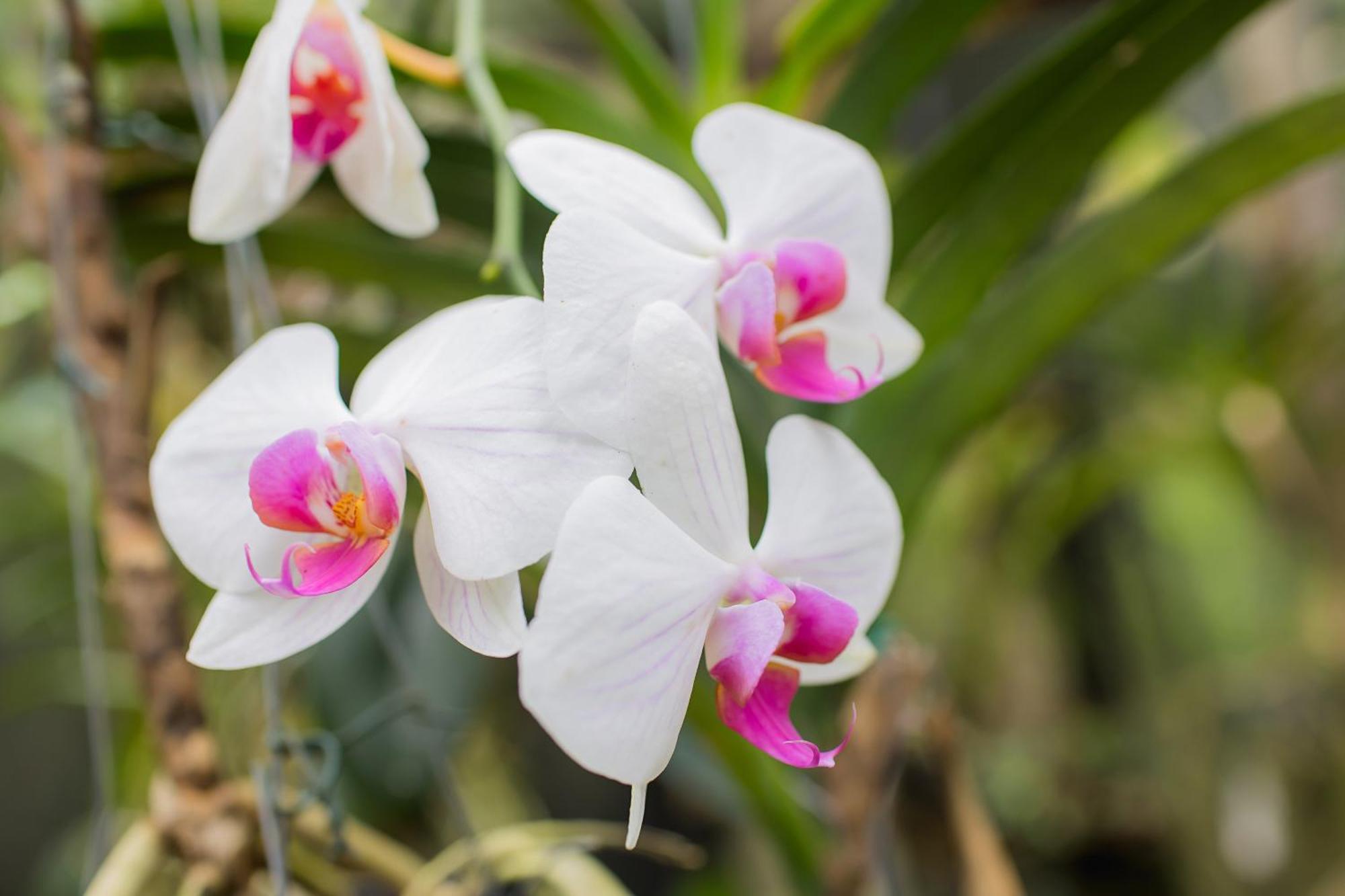 Orquídea Café Guarapari